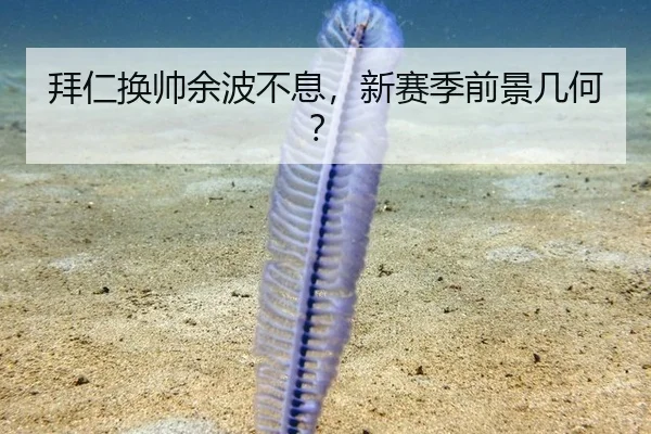 拜仁换帅余波不息，新赛季前景几何？
